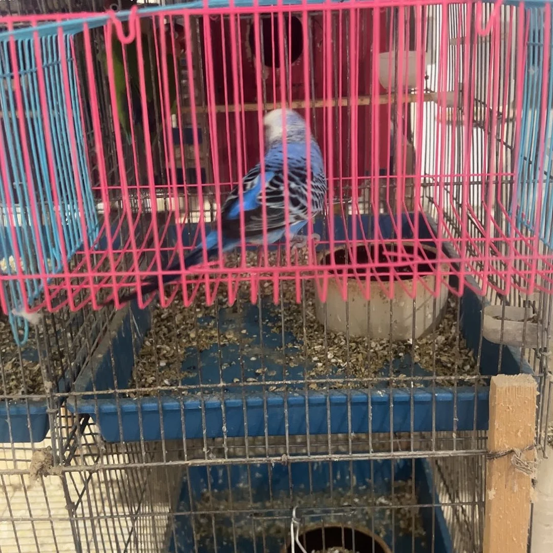 小***计虎皮鹦鹉成年公虎皮鹦鹉