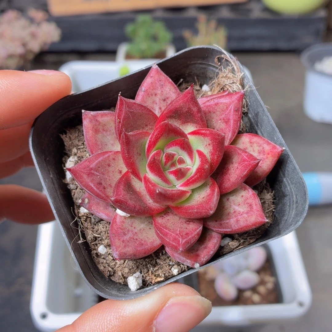 罗卡多肉9.9包邮发货