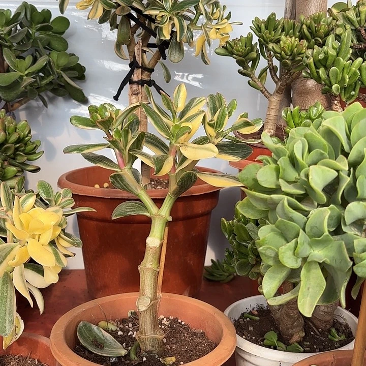 秋***叶9292三色花白锦带土球发