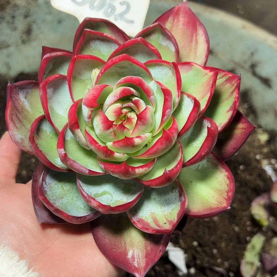 兔***诗惊鸿仙子一物一拍5062号