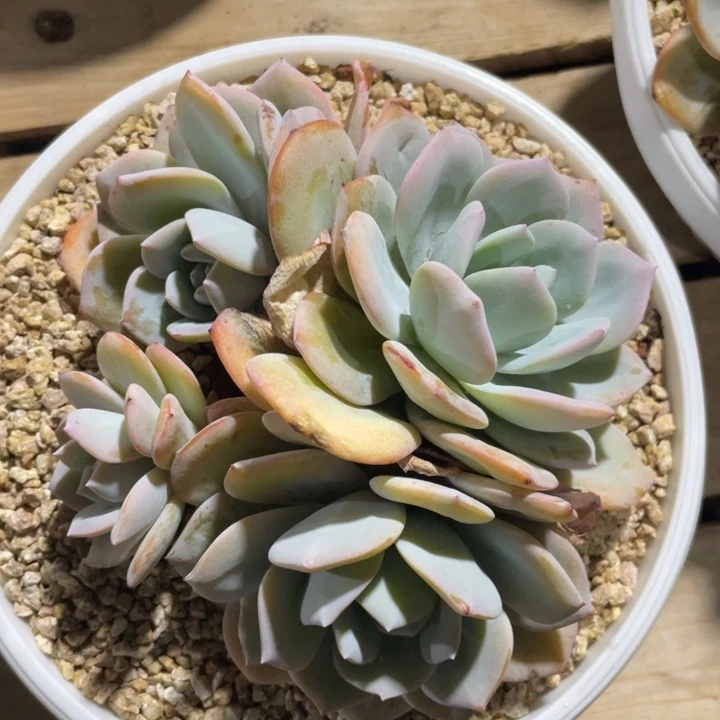 4头无砍韩版奶茶，粗腿