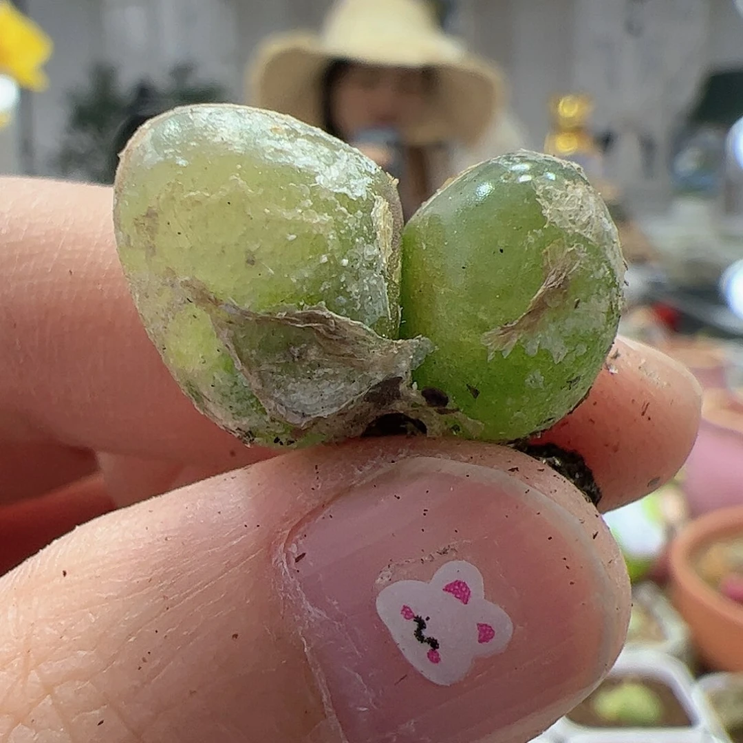 【闪购商品】182 双头灯泡