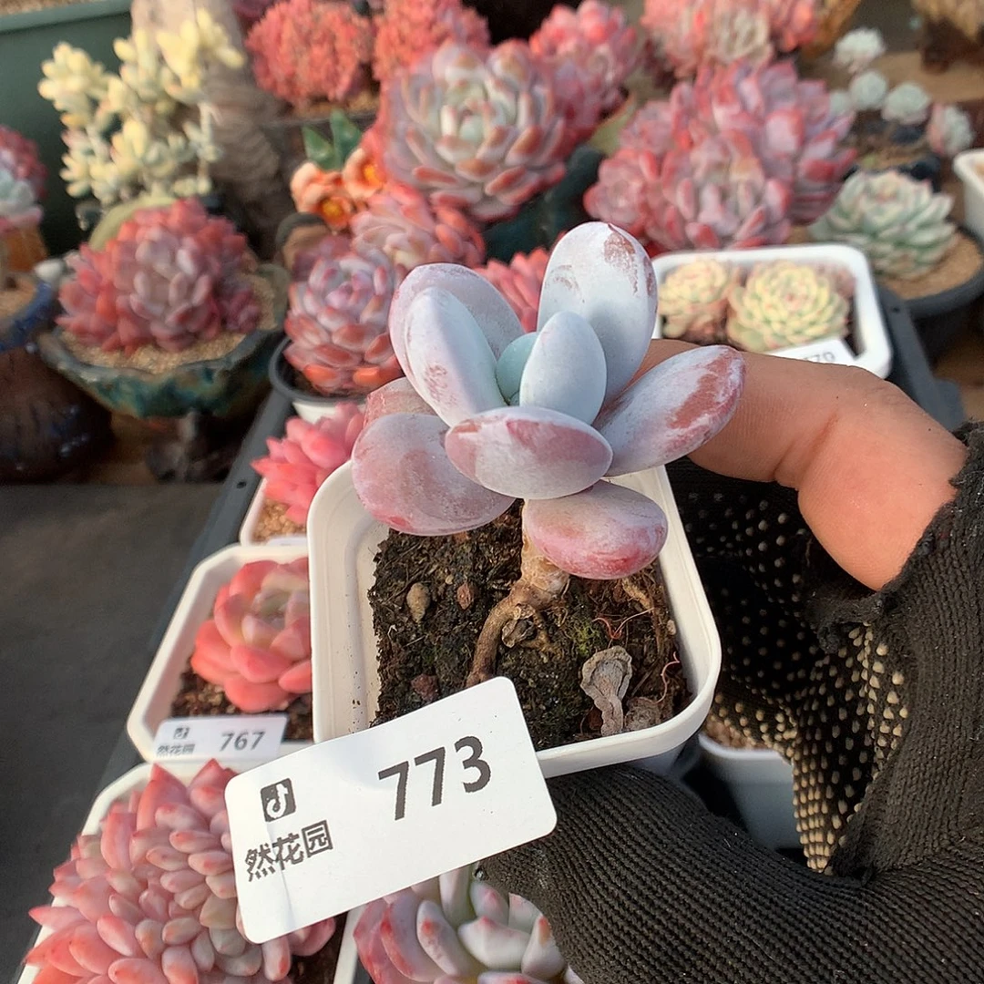 773雪美人多肉植物666