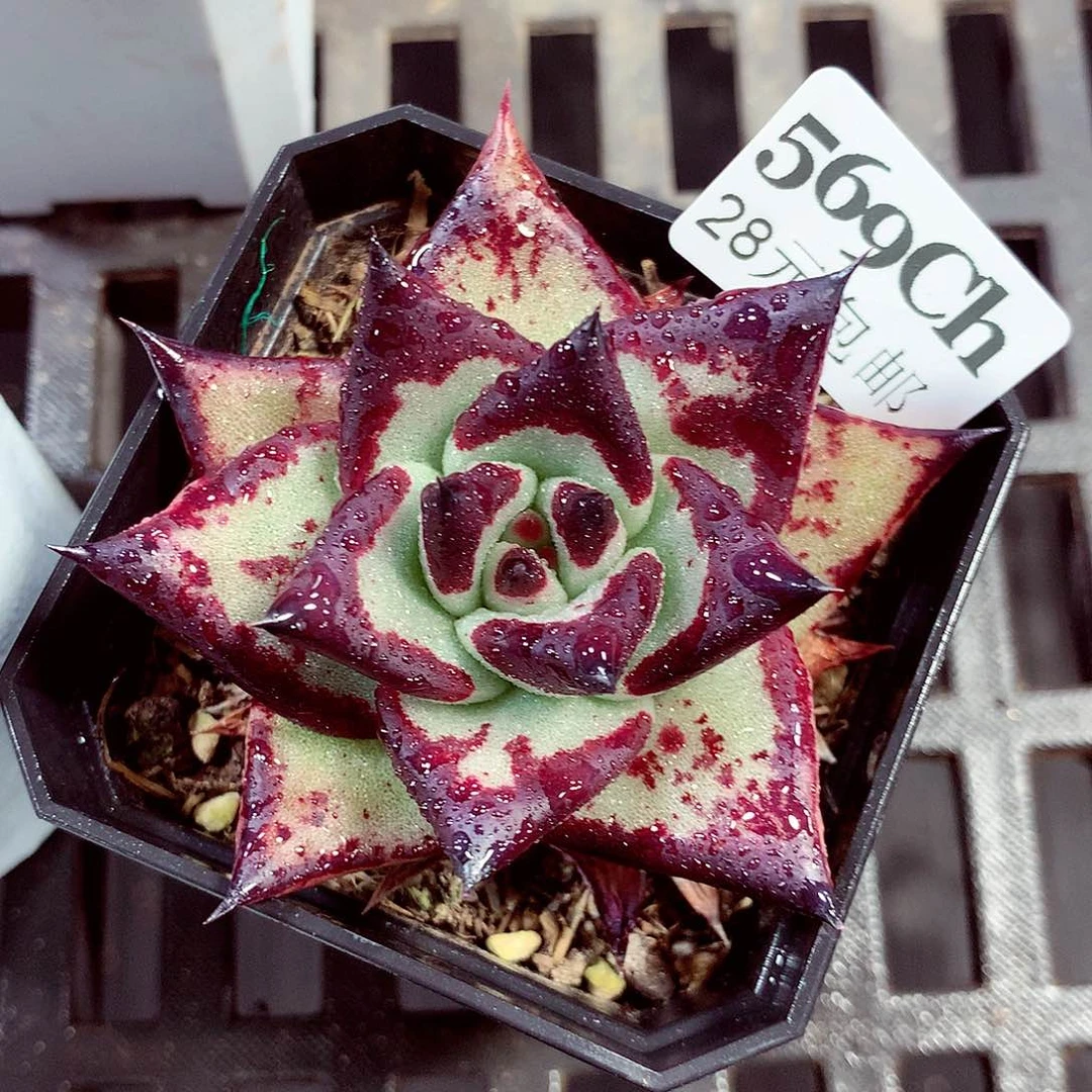 5厘米盆精控多肉569