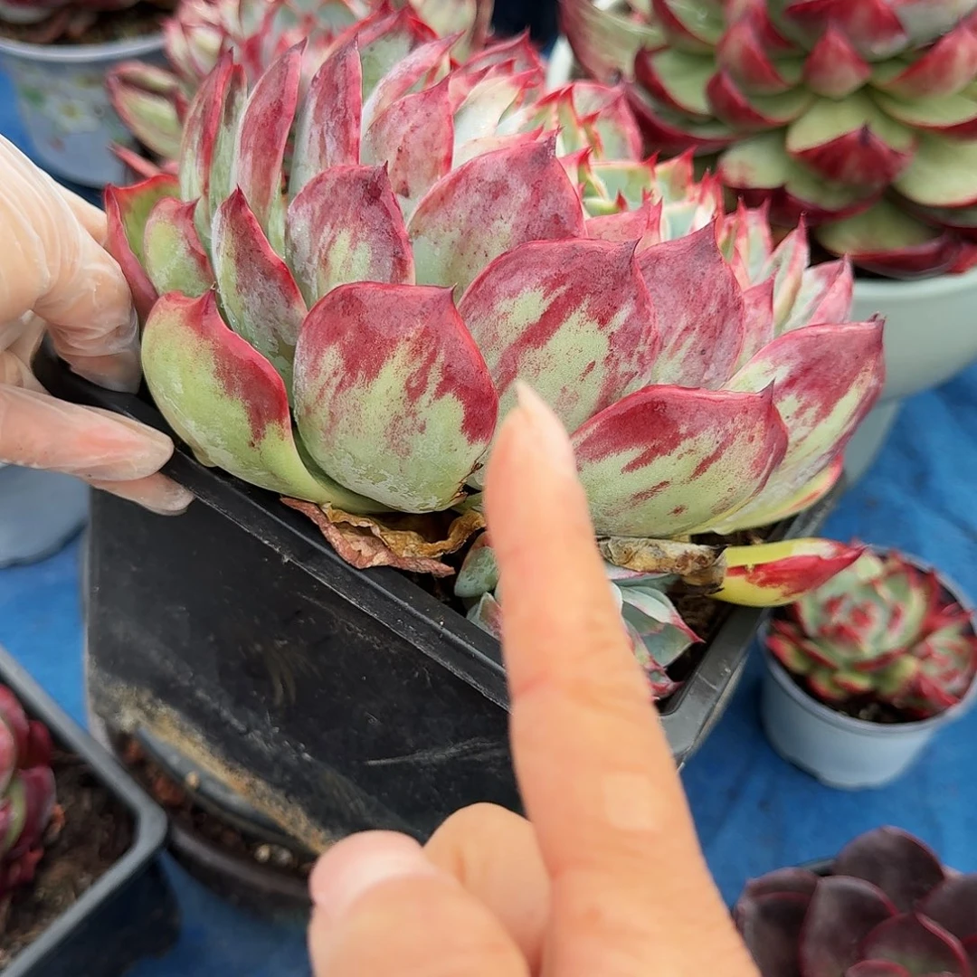 惊鸿仙子量拍白底油画风 16 公分左右 1 颗