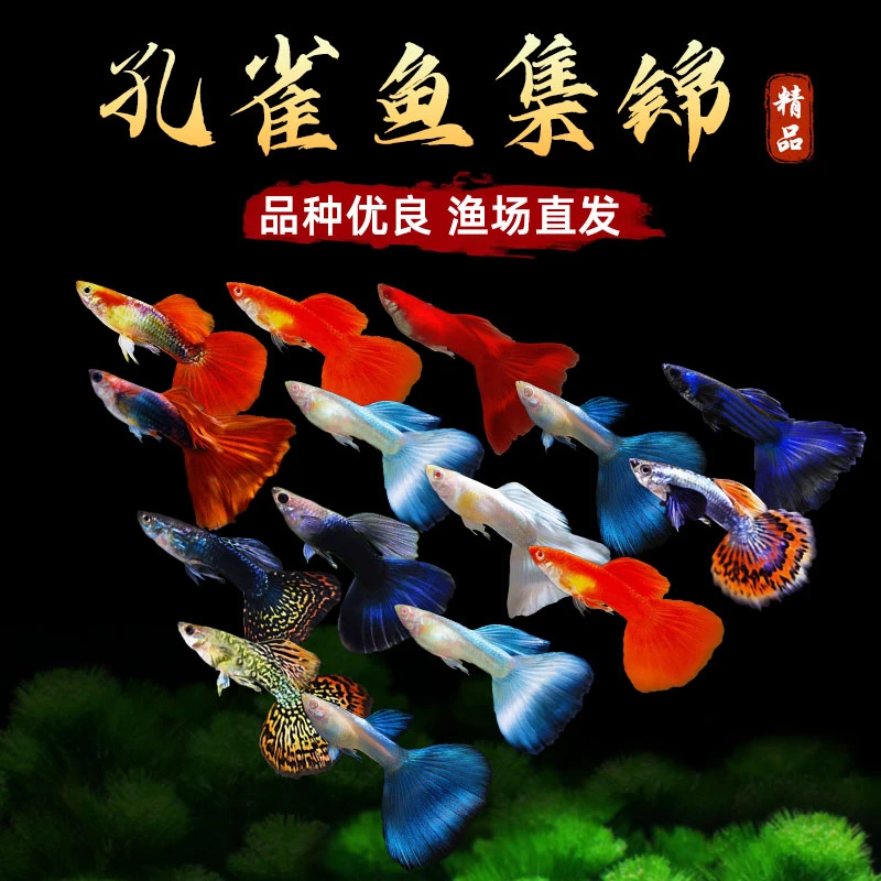 孔雀鱼练手鱼杂袍鱼纯种观赏鱼小型淡水鱼好养热带鱼小鱼鱼苗