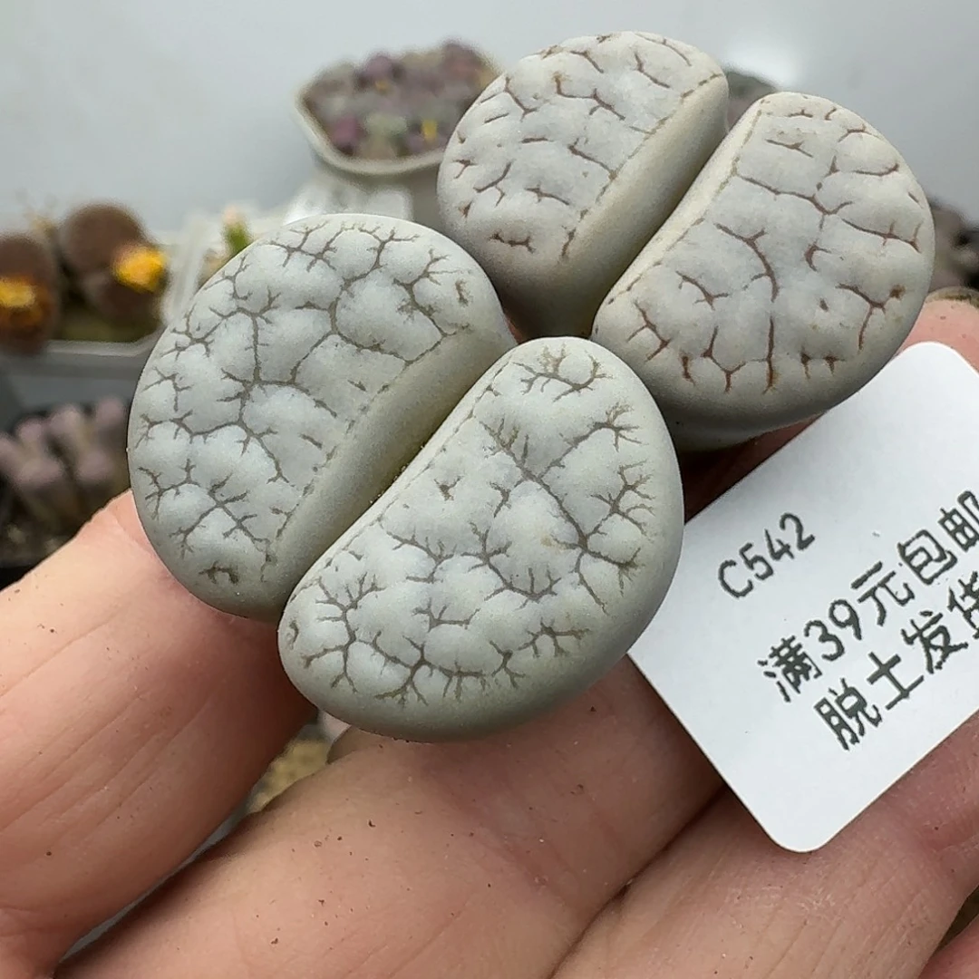 542多肉哈哈哈哈哈哈