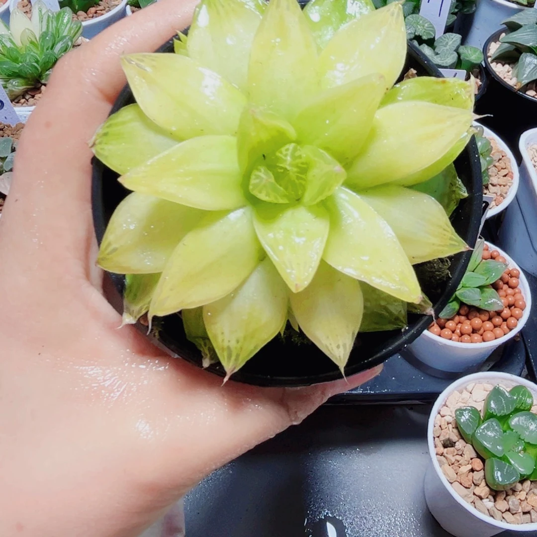 黄金玉露多肉植物6666