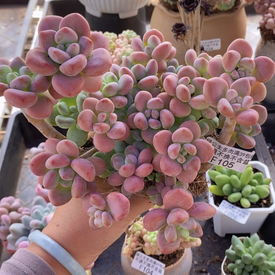 樱花洛神17cm105多肉植物