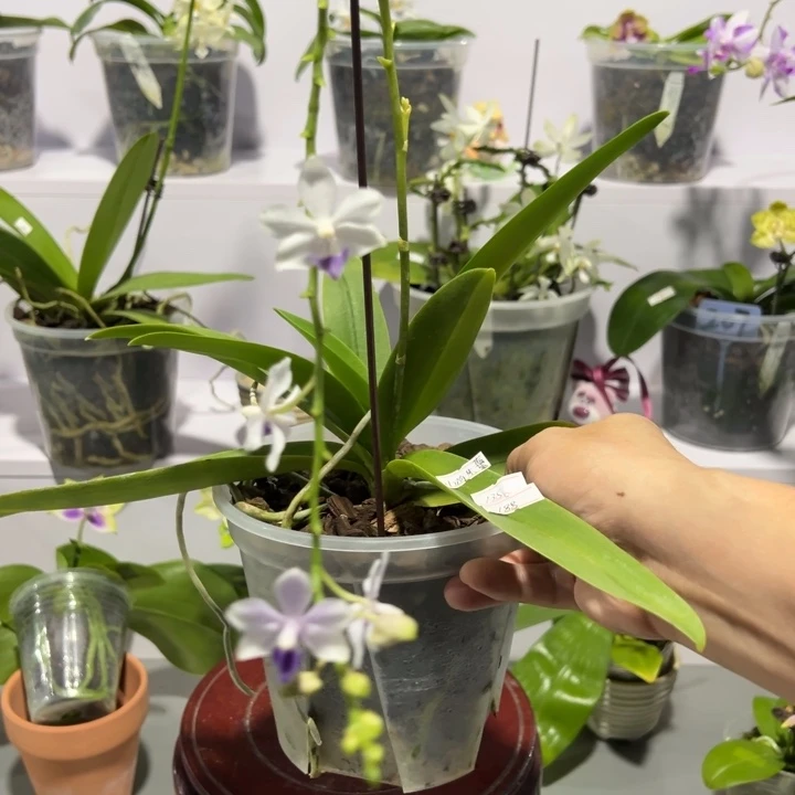 大部分花苞少量开放小茴子4.5寸带花苞