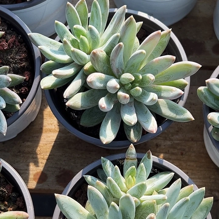 多头            炫彩星