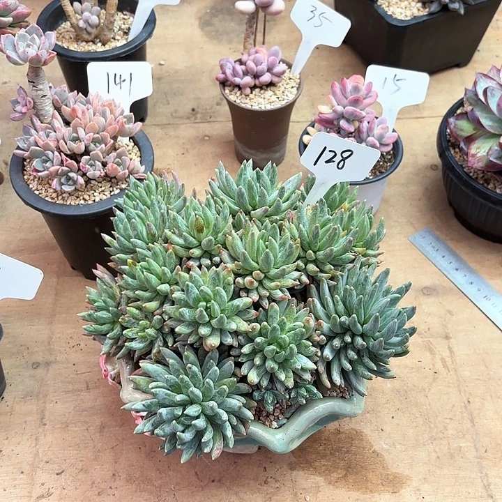多肉植物，炫彩星128号