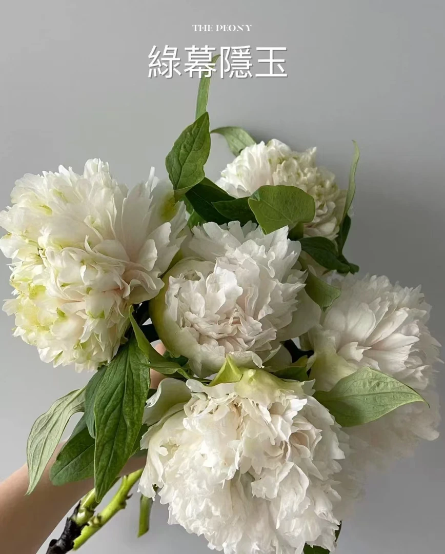 （绿幕隐玉）国色芳华 牡丹鲜花 年宵花 盆栽 鲜切花