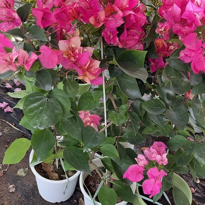 完全开放三角梅阿朱娜