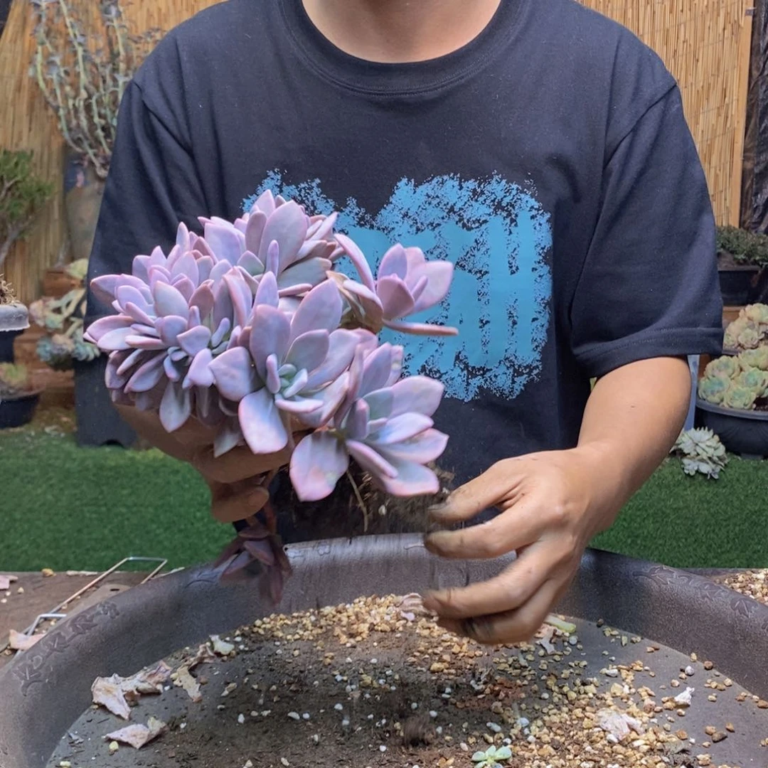 畅*111 号粉兔多肉