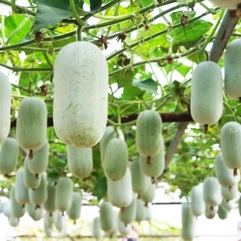粉皮冬瓜种子春秋季播白皮节瓜小冬瓜种籽高产抗病大田蔬菜种孑籽