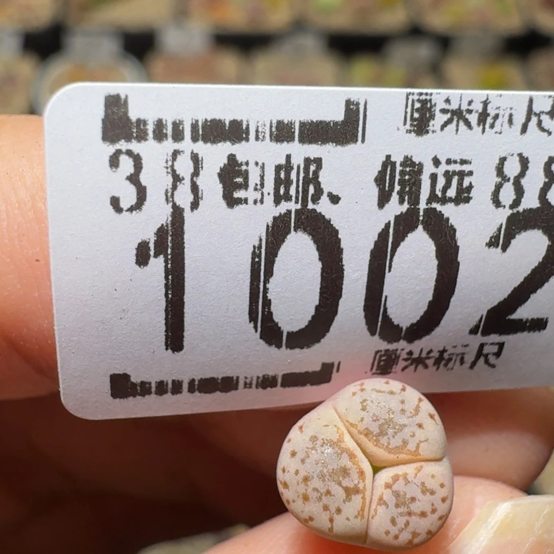 S***!Sssss精品生石花1002