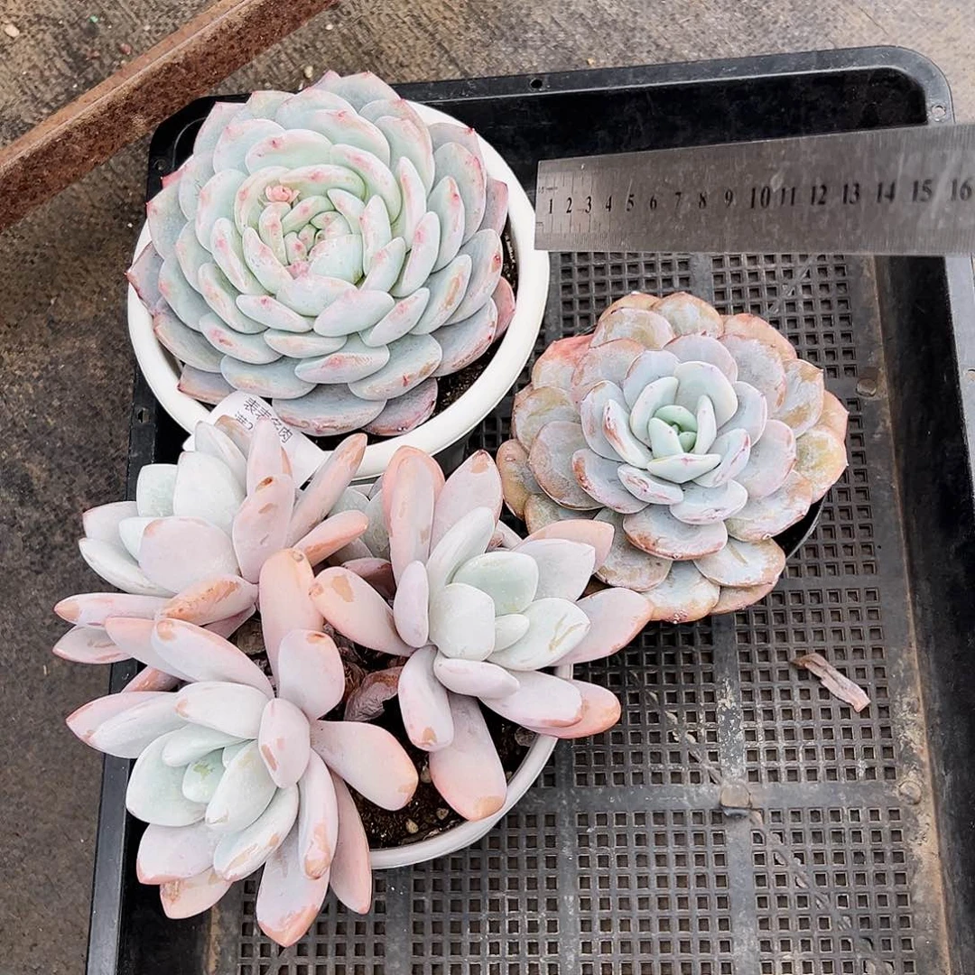 9号?*田我们的确是一5634