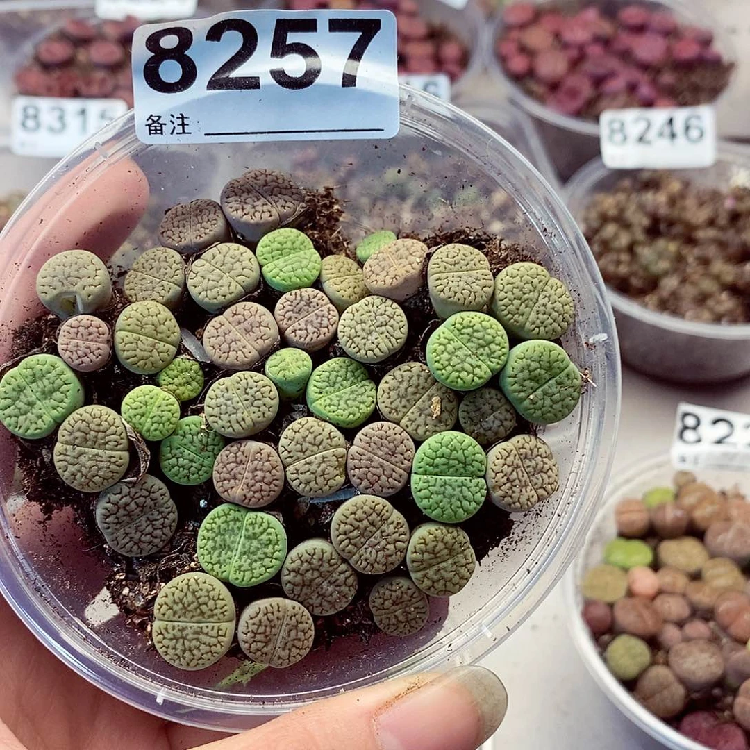 8257彩富贵来来来咯