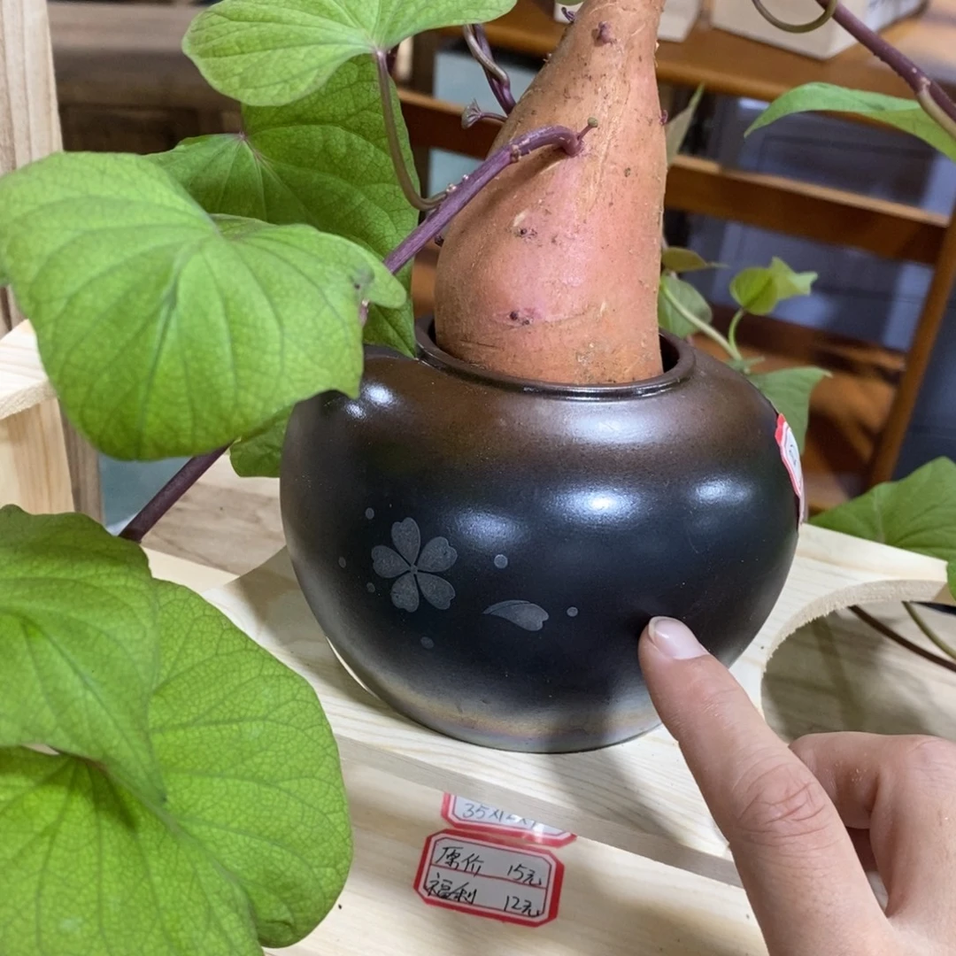 塑料这是拍一发四编号0060