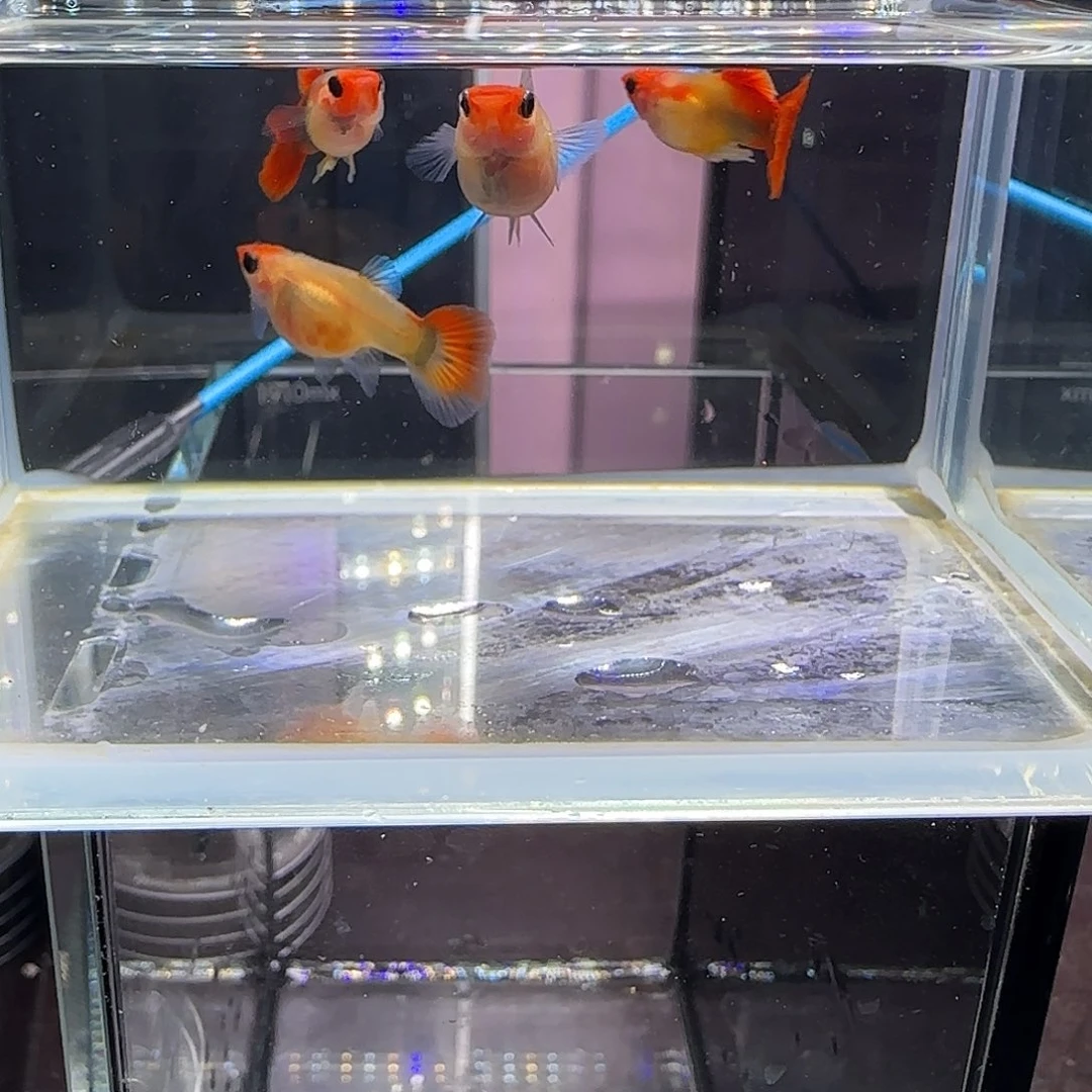 孔雀鱼短体深海蓝玻璃猫两对