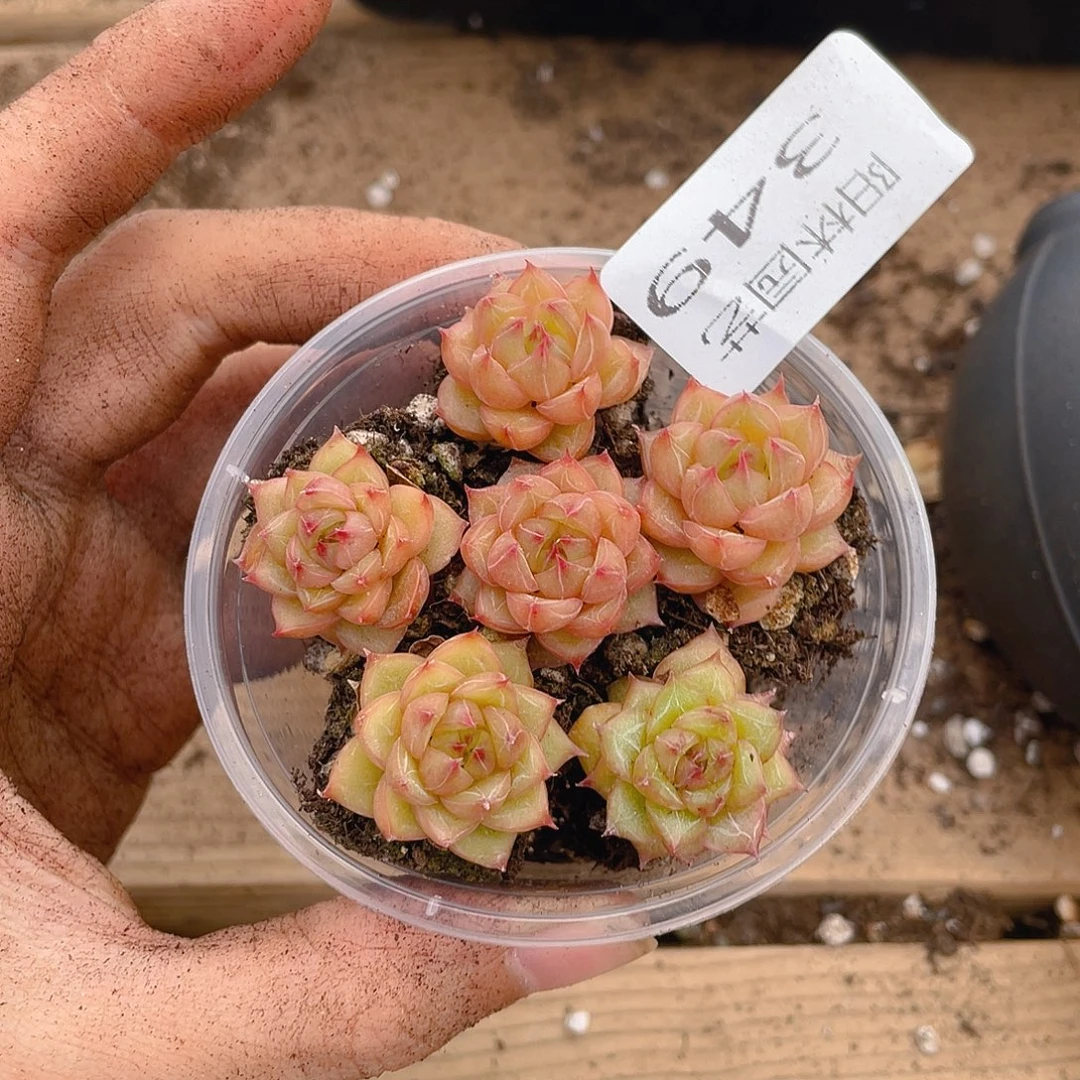 多肉植物多肉植物349
