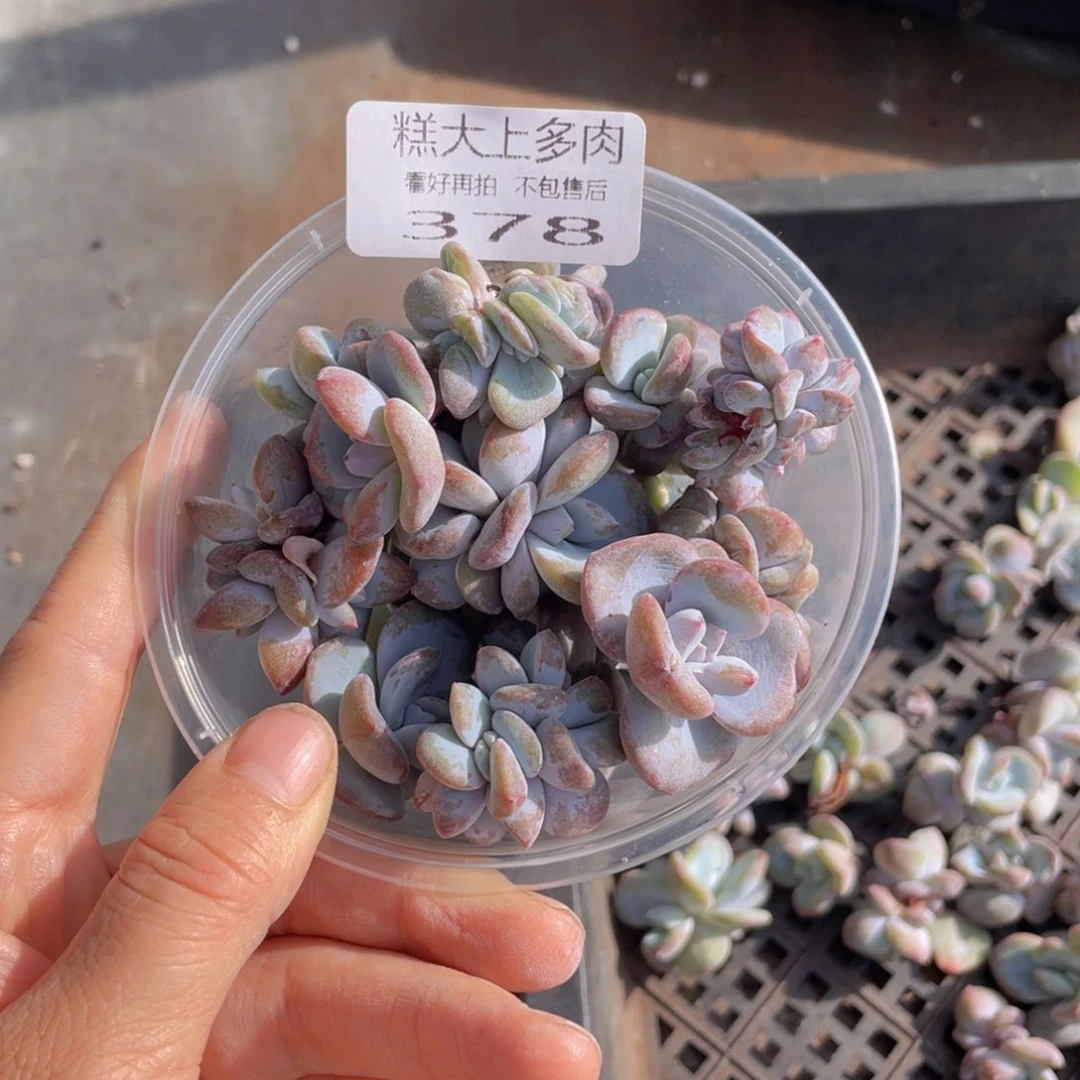 糕大上多肉植物378