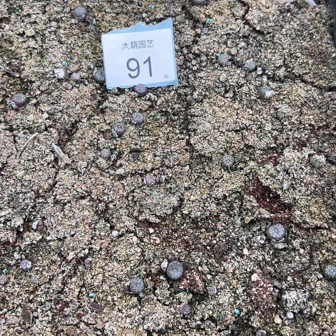 000091量拍园艺康普提1颗