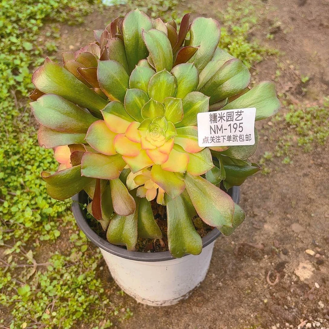 韶秀花脸多肉植物195