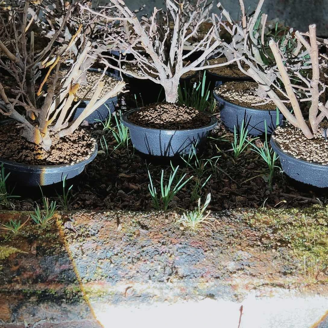 盆景红花一号长寿梅