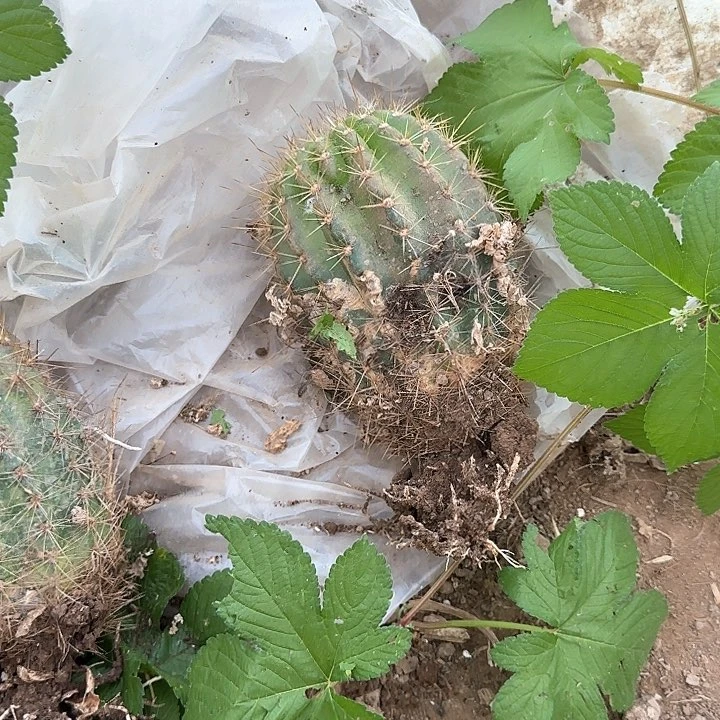 就***在大仙女补差价5毛花柱