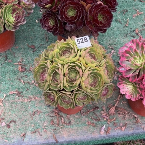 露***鹿528沙拉碗朵朵多肉，