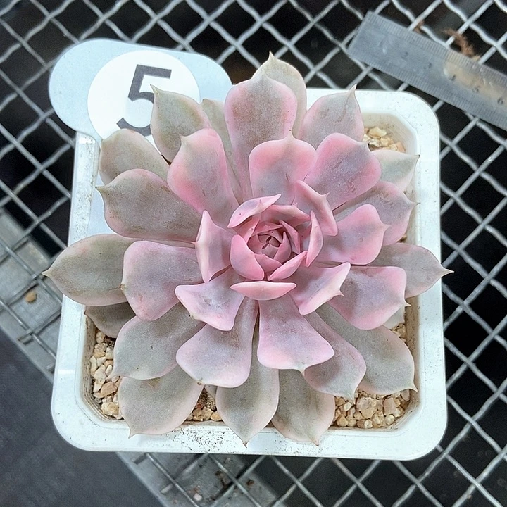 粉蝶锦多肉植物的