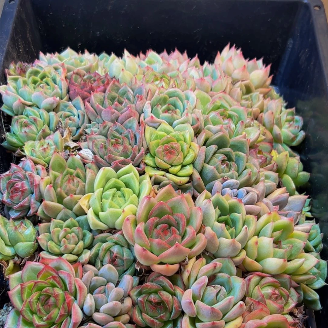 164的人都是这样吗笑而不自知的
