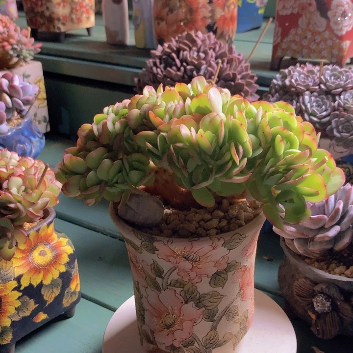 碧桃朵朵无砍自然小树