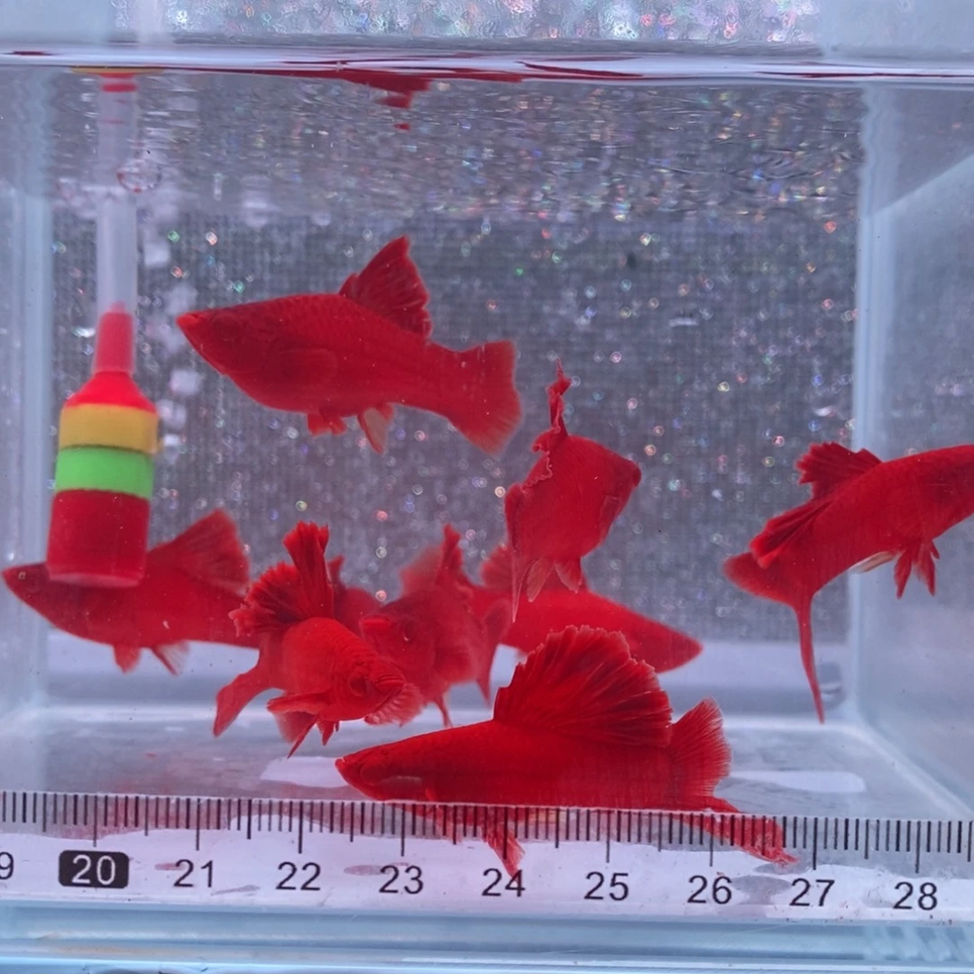 红剑鱼高鳍红剑亚成4公6母