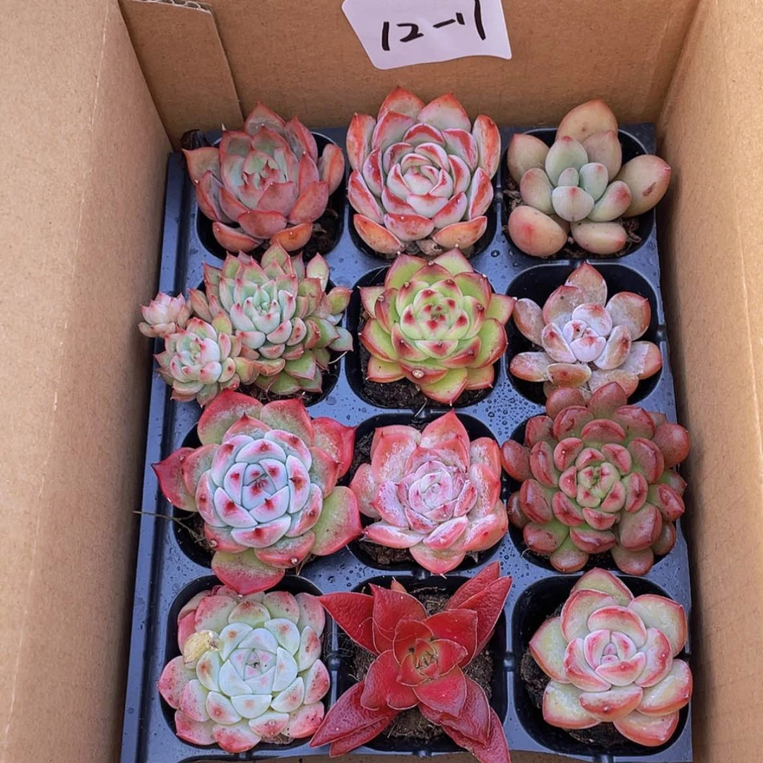 【闪购商品】12颗-11