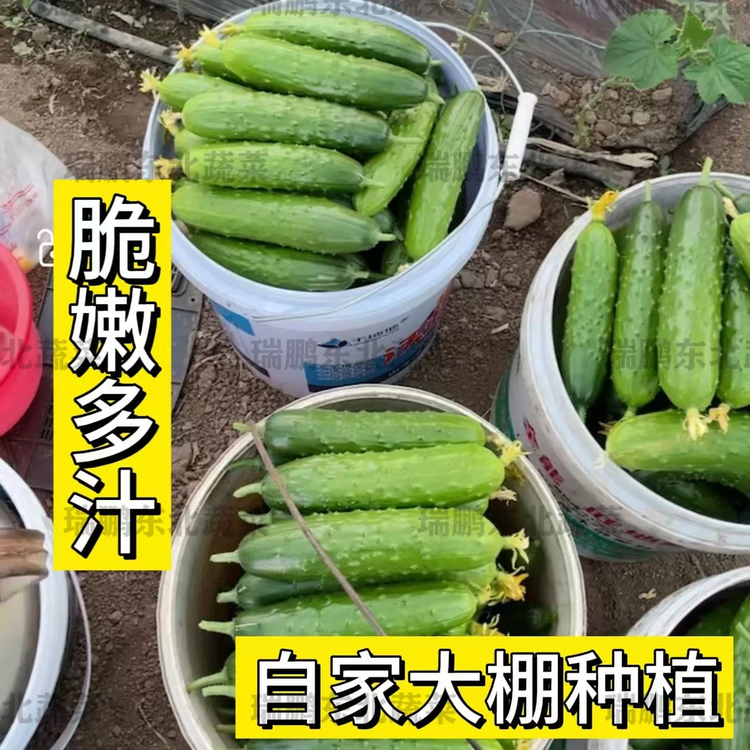 新鲜旱黄瓜直采直发清甜脆嫩爽口黄瓜现摘现发(两个品种随机发货)