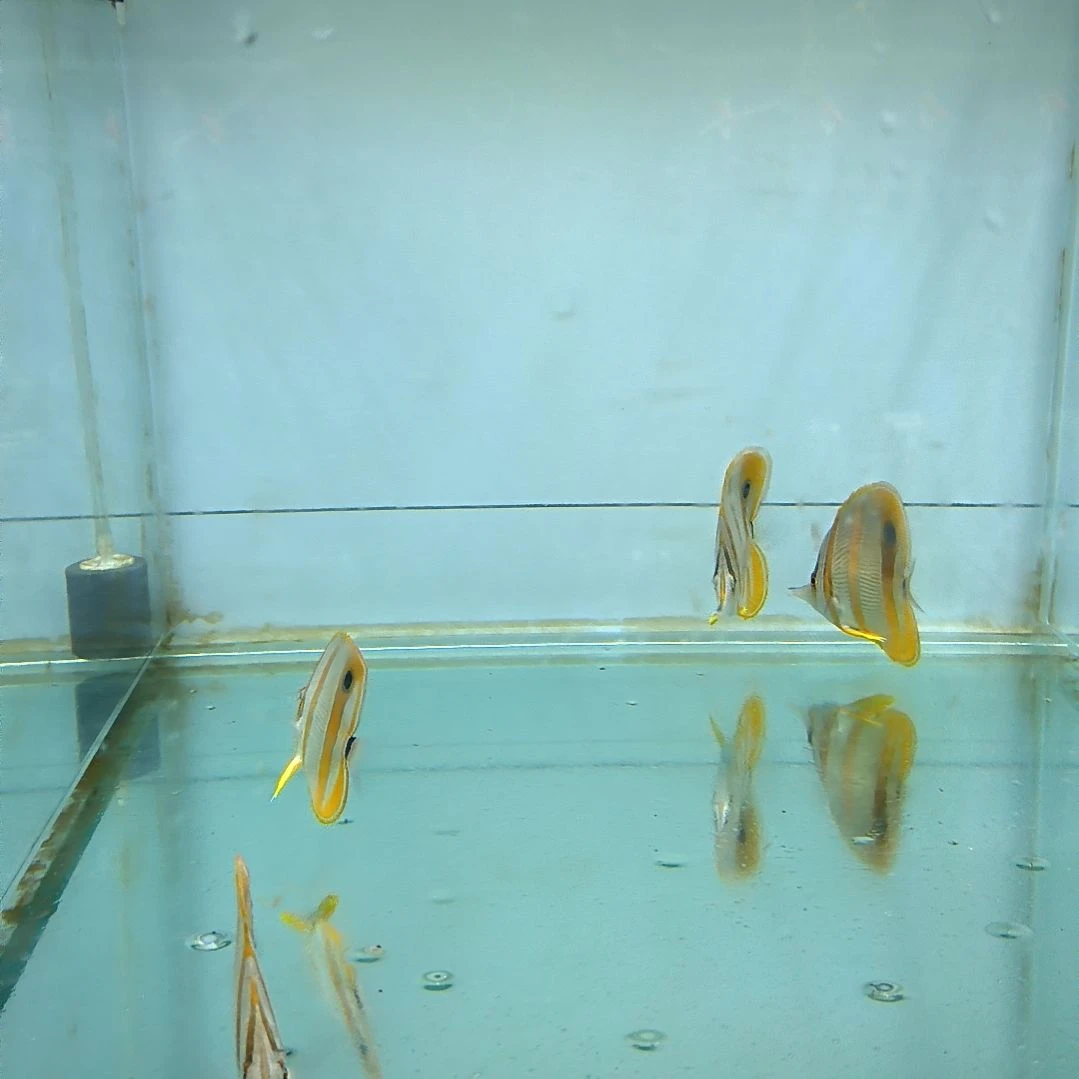 海水鱼三间火箭9+/9-99-上缸