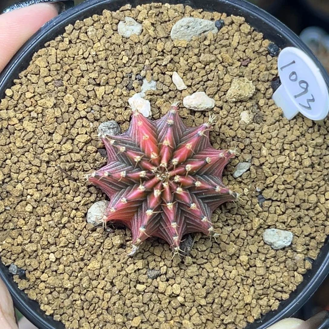 1093 泰系肋骨锦 实生 福利