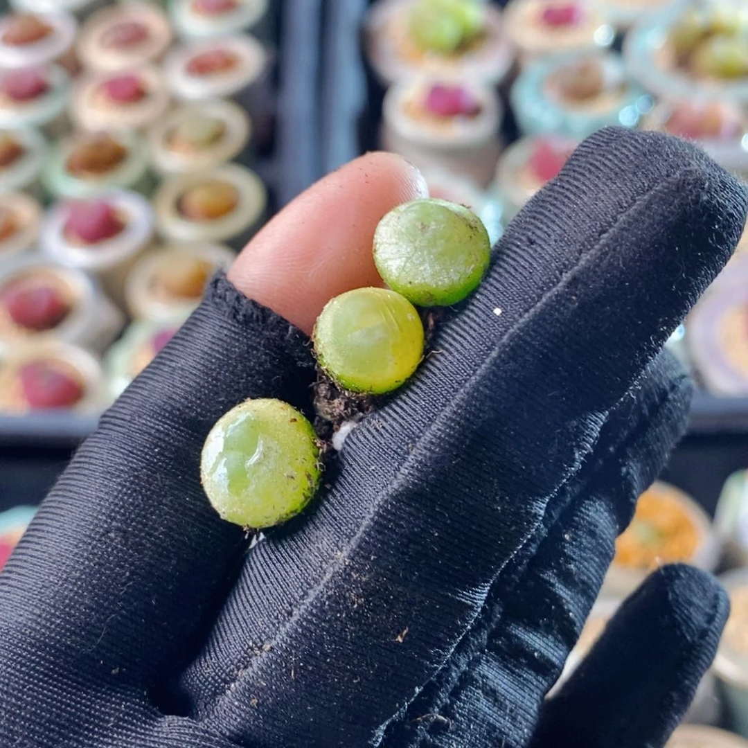 口**妹5580--一物一拍 3颗