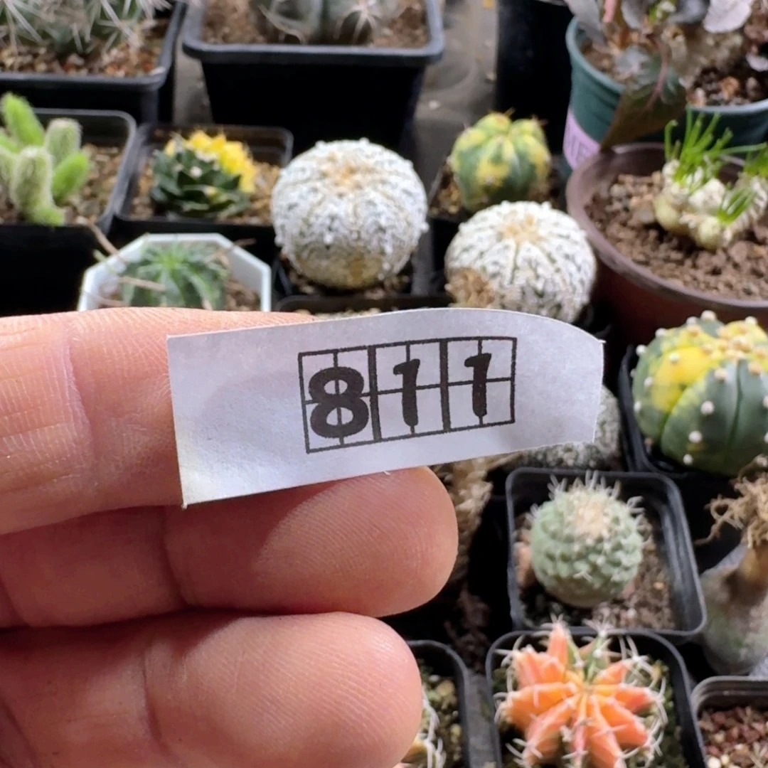 幸***5811姬牡丹另选一个带盆发货