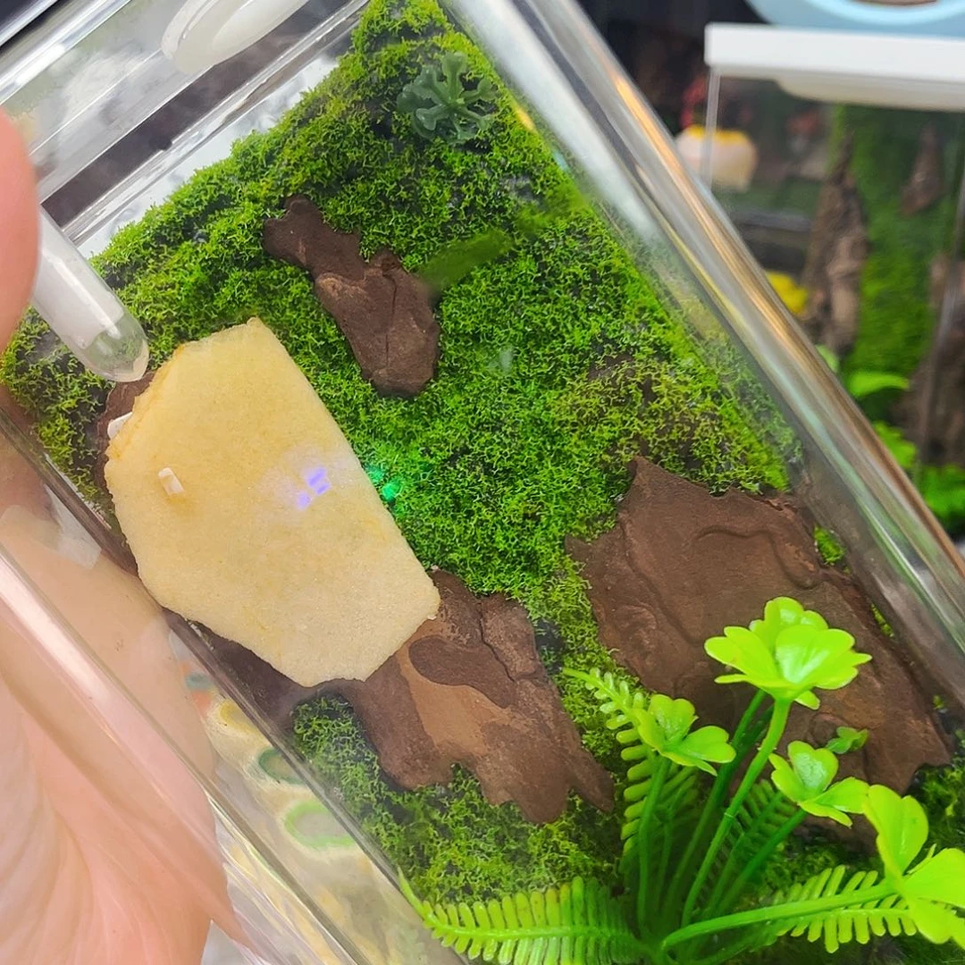 生态箱带冠脉柬竹