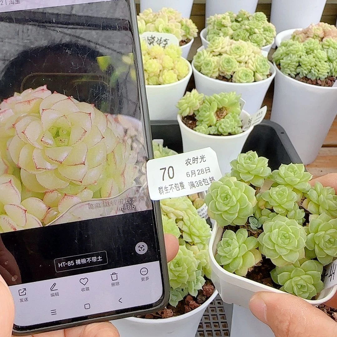 i***”【闪购商品】0628-70（ht-85）