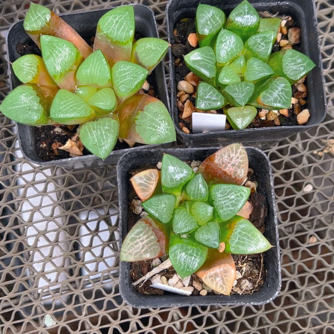 方盆花影克玉露多肉一颗