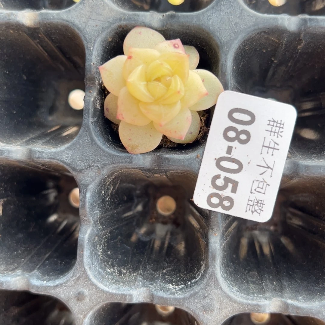 天***?小卡拉米糖心一物一拍8-58