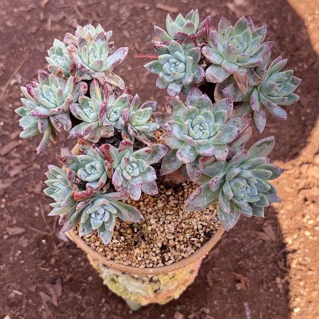 4834苹果叶杂交仙女杯