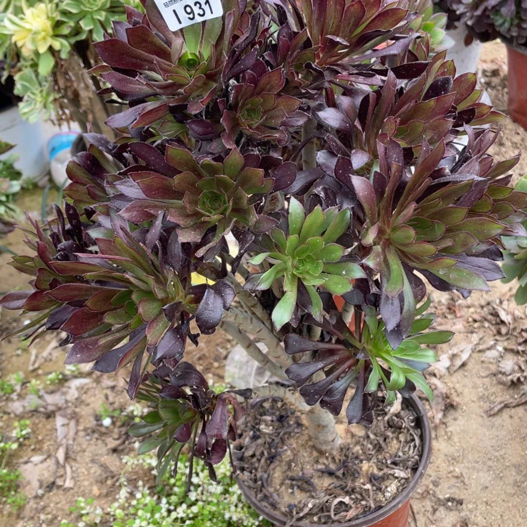 931黑发多肉法师断枝不包