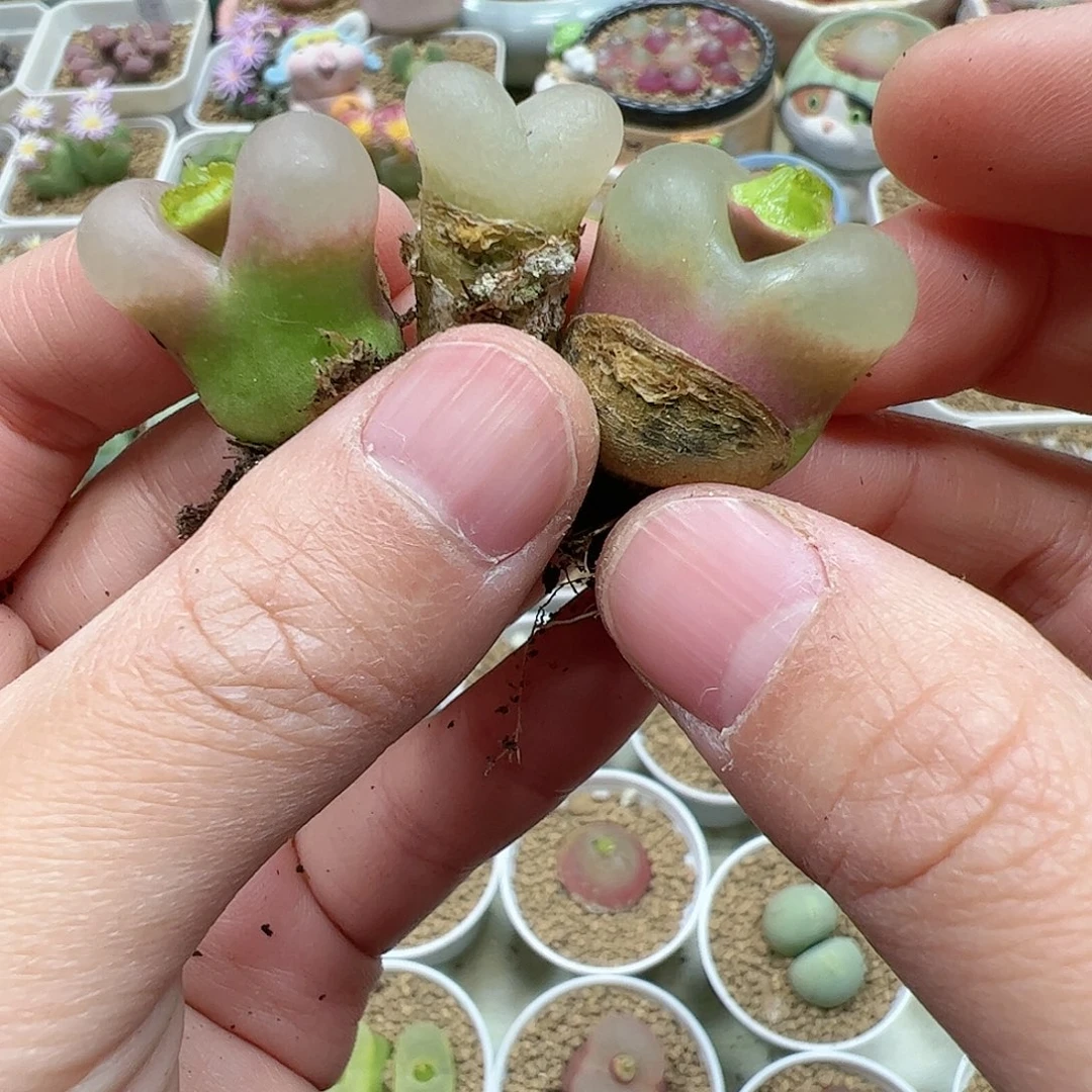 【闪购商品】193 白窗