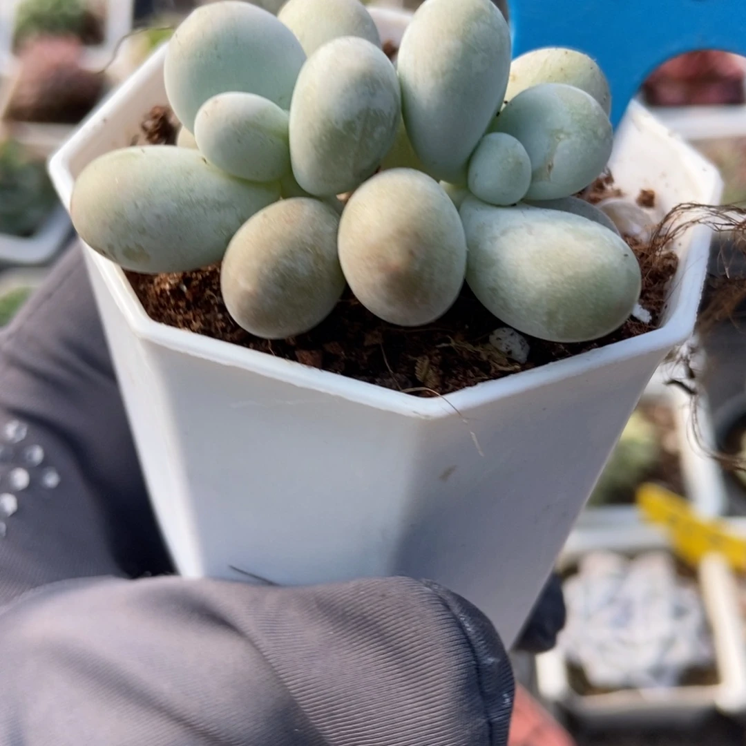 896彩虹奶多肉植物